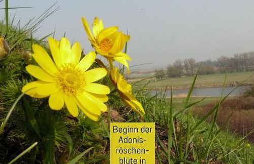 Ferienhaus Lebuser Land für bis zu 4 Personen mit 1300 qm Garten und Privatsauna, grandiosen Blick über die Oder, sonntags late check out bis 18 Uhr inklusive - Photo 64