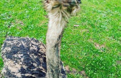 Vale da Silva Villas - Quinta - Foto 33