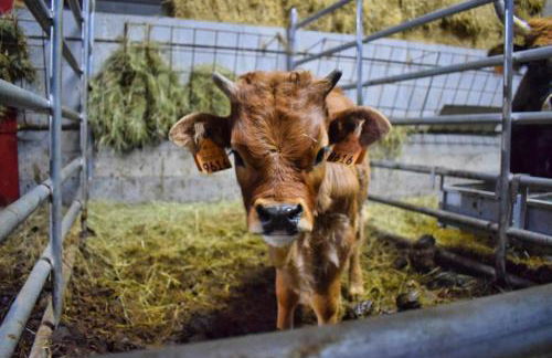 Casa Florestal, na Branda da Bouça dos Homens - Foto 29