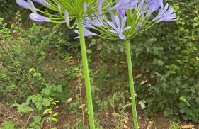 La Casa Dei Fiori - Foto 17