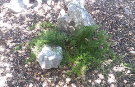 Olive Garden Apartments - Photo 41