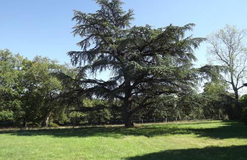 Manoir de L'Aisnerie - Foto 25