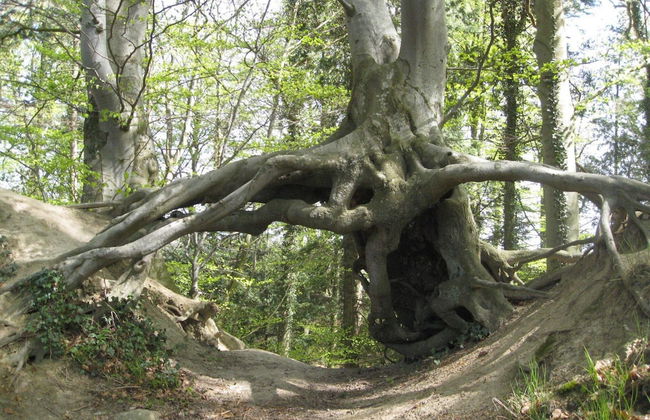 4 Person Holiday Home in Vordingborg-by Traum - Photo 7