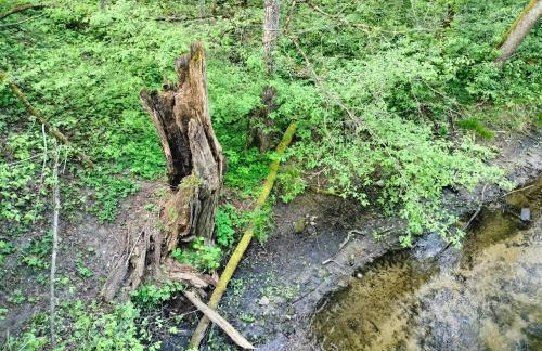 Leśna Chata kuracyjna nad rzeką z sauną w Borach Tucholskich - Foto 57