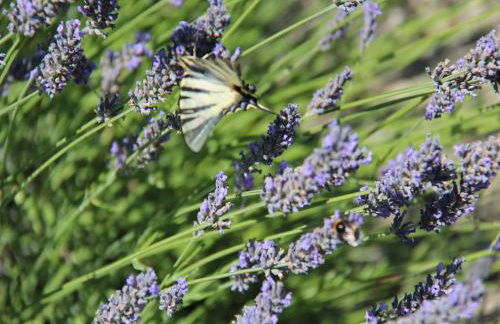 Peaceful Holiday Home in Les Vans, Ardeche With Pool - Foto 46