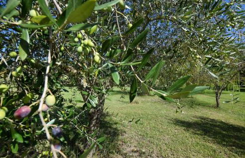 Pet Friendly Home In Fauglia With Wifi - Foto 28