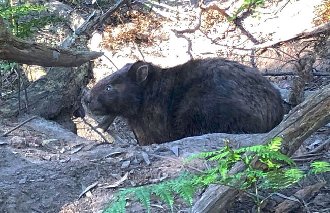 Valley Farm Vineyard Cottages - Foto 53