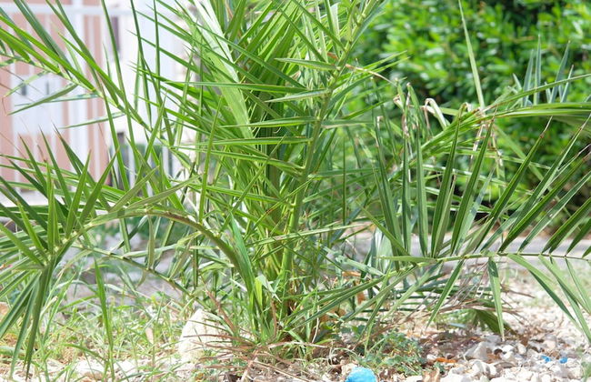 Apartments Tereza - Foto 52