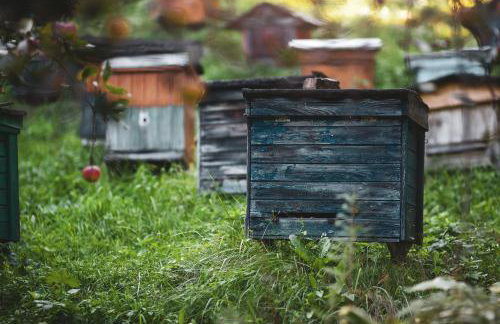 Pasieka - Dom Wypoczynkowy - Foto 41