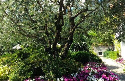 Regina lago di Como - Foto 22