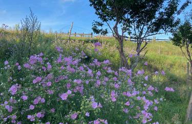 Jeleńczówka Alte Dorfschule - Foto 35