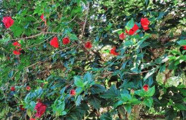 Casa da Vó Hospedagem Afetiva - Foto 18