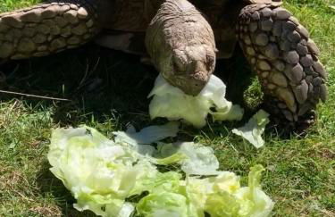 Silverspring Hideaways - Foto 4