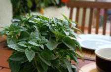 Seaside Apartment 2 - Photo 16