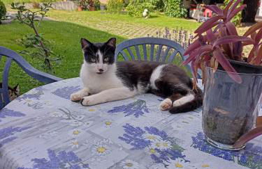 Ferienhof im grünen Herzen - Foto 11