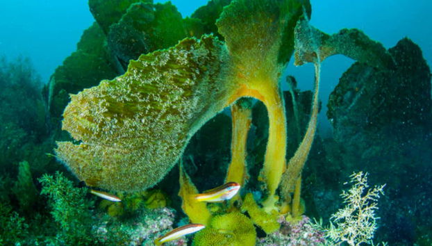 Descubriendo la belleza del Atlántico