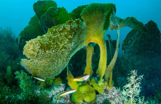 Bautismo de buceo en el Parque Natural de Arrábida - Foto 2