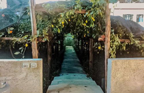 Limoneto di Anna - Foto 2