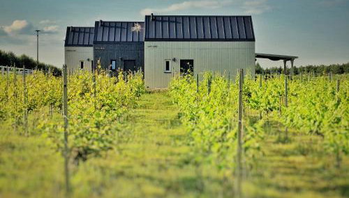 DomkiTomki, Winnica Sindaco - Foto 3