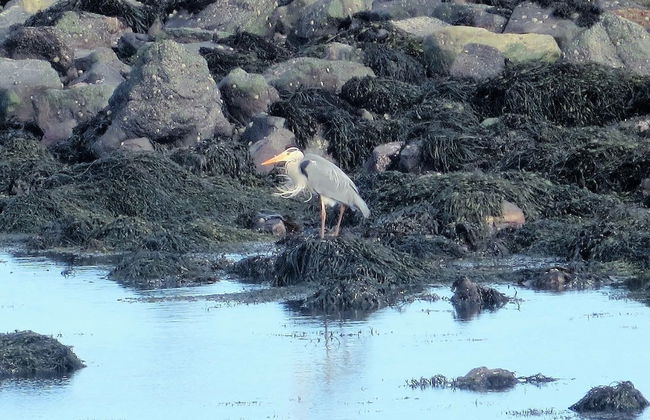 Pew With a View - Seafront Cottages - Foto 10