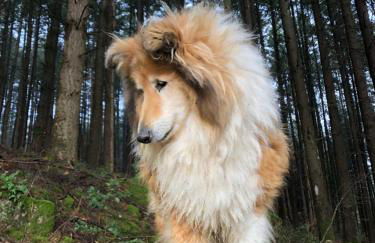 Les Perruchons ancienne grange rénovée avec soin - Foto 47