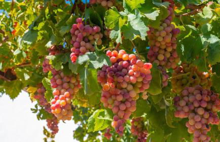 Casa Maza Guaro by Ruralidays - Foto 39