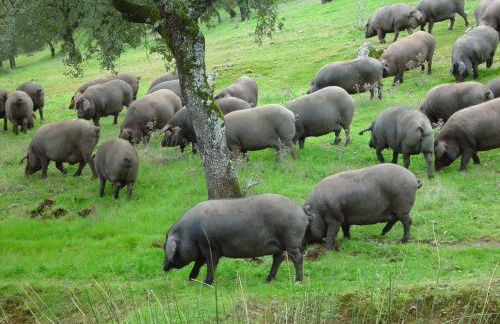 Casa Rural Dehesa de Solana - Foto 35