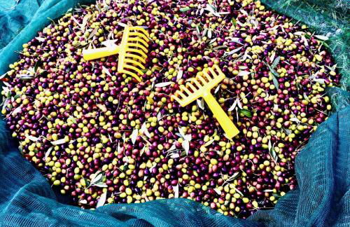 Villa Porcigliano Olive Grove - Foto 74