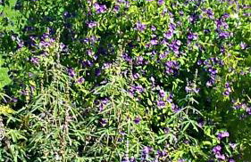 Manto Studios - Photo 61