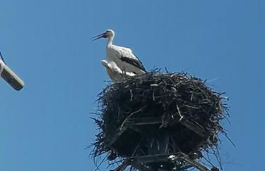 Entre 2 Rives Strasbourg-Kehl - Foto 18