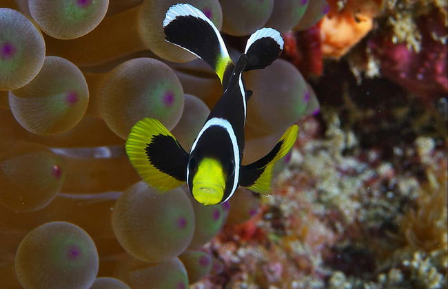 Baptême de plongée sur l'île de Lord Howe - Photo 1