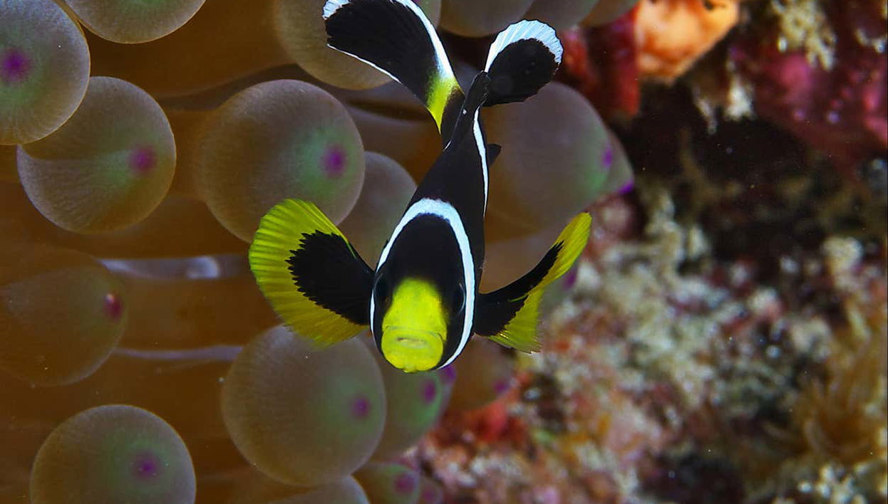 Découvrez les fonds marins de l'île
