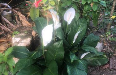 Casa Privativa em Arraial d'Ajuda - 1 Quarto com 2 camas, Cozinha e Banheiro - 10 Minutos do Centro - Sem Estacionamento - Foto 17