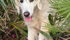 Dona Maria 66 - Foto 3