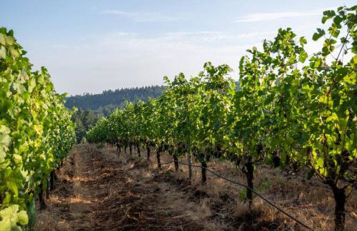 Trellis at Baptista Maresh Vineyard - Foto 39