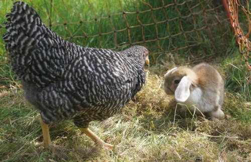 Familien-Sportappartements Wetzel - Foto 11