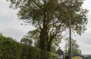 Ffyllon Fawr - Foto 21