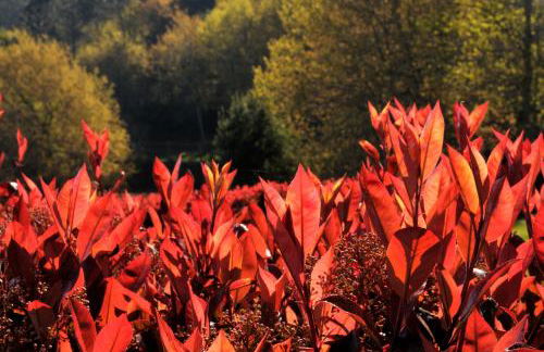 Quinta do Caritel - Foto 35