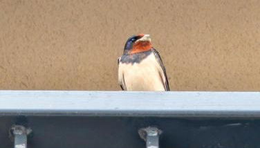 Appartamenti Le Rondini - Foto 2