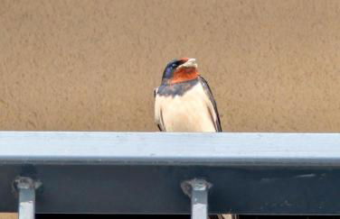 Appartamenti Le Rondini - Foto 2