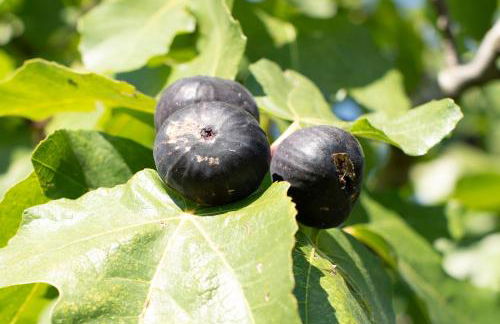 Agriturismo da Natalino - Foto 34