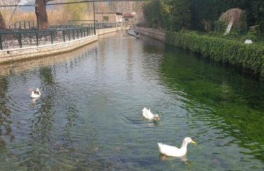 homonatura petrinum - Foto 37