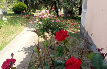 Anna Daniil Oasis Studios Skala Kallonis - Foto 51