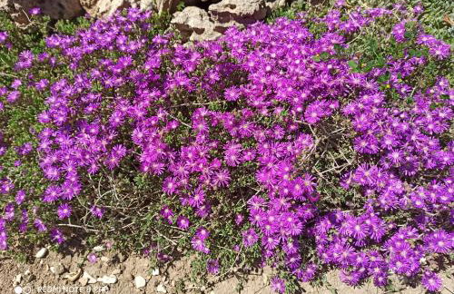 Apartmani Mislav - Photo 19