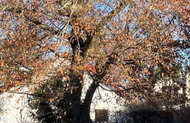 Ferienwohnung Götz - Foto 4