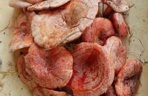 Kłodnia 1 - Foto 53