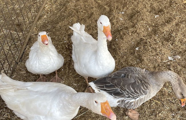 Casale Torre San Magno - Foto 74