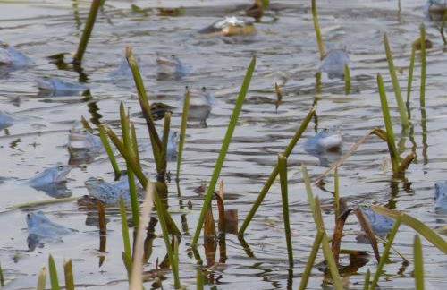 Zum Froschteich - Foto 14