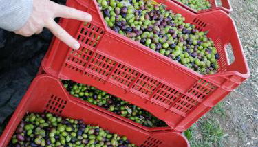 Il Podere di Sole - Foto 2