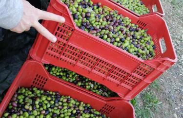 Il Podere di Sole - Foto 2